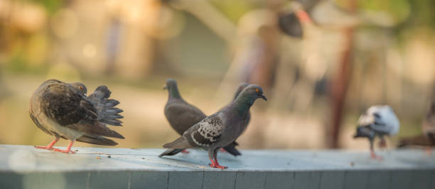 istock MESSENGER PIGEONS IN A DOVE COTE Selective focus 650616304