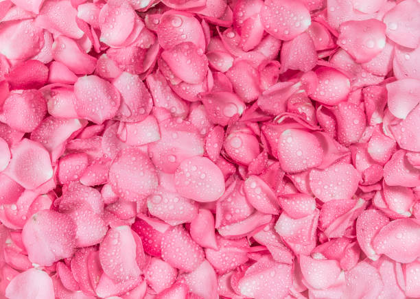 istock the fresh pink rose petal background 650616344