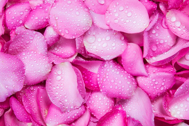 istock the fresh pink rose petal background with water rain drop 650616524