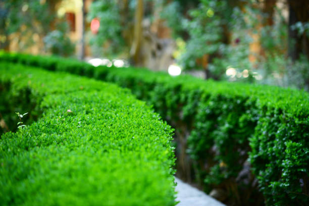 istock Green Bush in garden 650616710