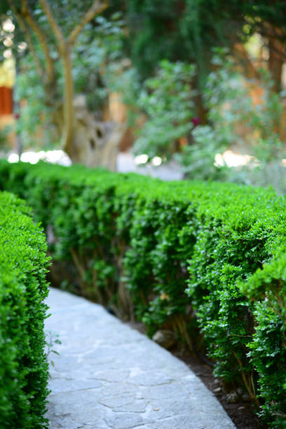 istock Green Bush in garden 650616724