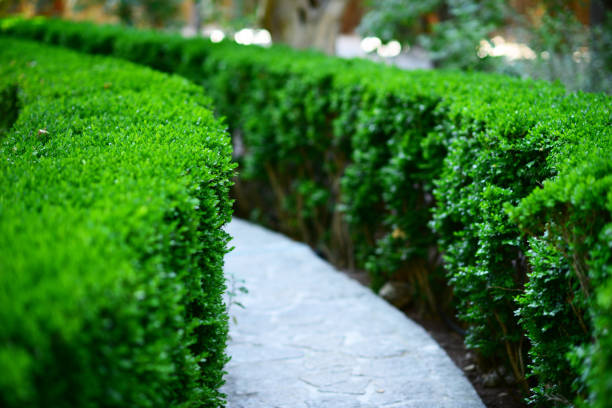 istock Green Bush in garden 650616780