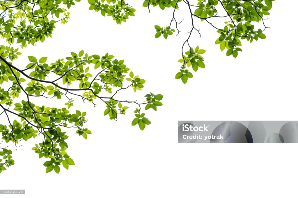 Gros plan d’une branche d’arbre isolée sur fond blanc - Photo de Branche - Partie d'une plante libre de droits