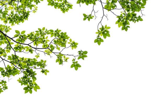 istock Close up of a tree branch isolated on white background 650620026