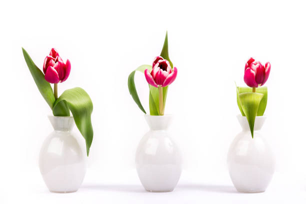 istock beautiful spring tulips for greetings cards 650620054