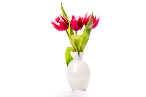 istock beautiful spring tulips for greetings cards 650620116