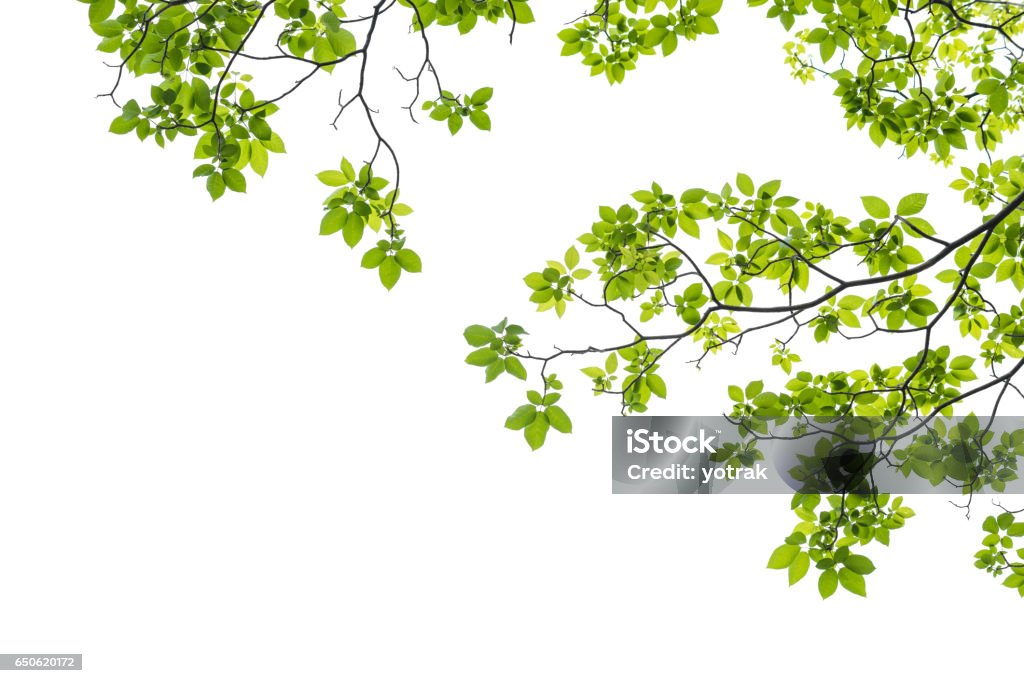 Primo piano di un ramo di un albero su sfondo bianco - Foto stock royalty-free di Ramo - Parte della pianta