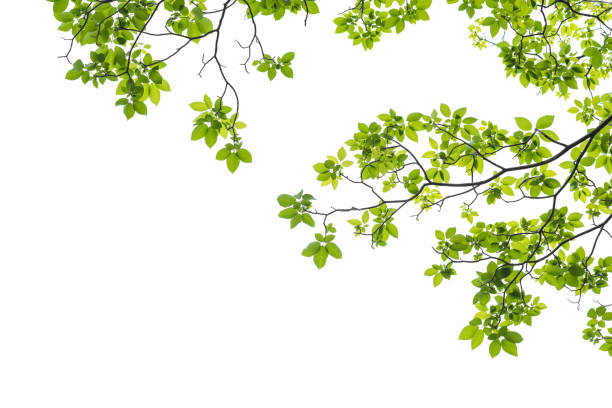 白い背景の上の木の枝のクローズ アップ - 緑色 写真 ストックフォトと画像