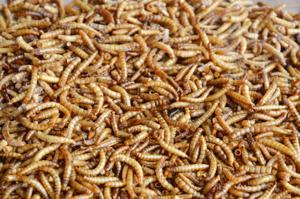 istock dried worm for feeding rodent or bird with lizard 650620772