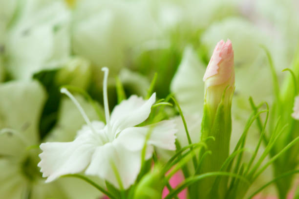 Pink and white sweet-william like spring background outdoor
