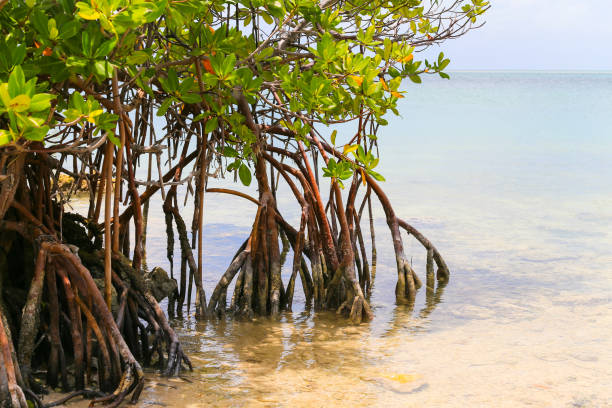 istock Mangroves in the Florida Keys 650623798