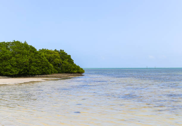 istock Mangroves at the Beach 650623860