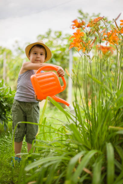istock Boy watering tomatoes in summer garden 650625292