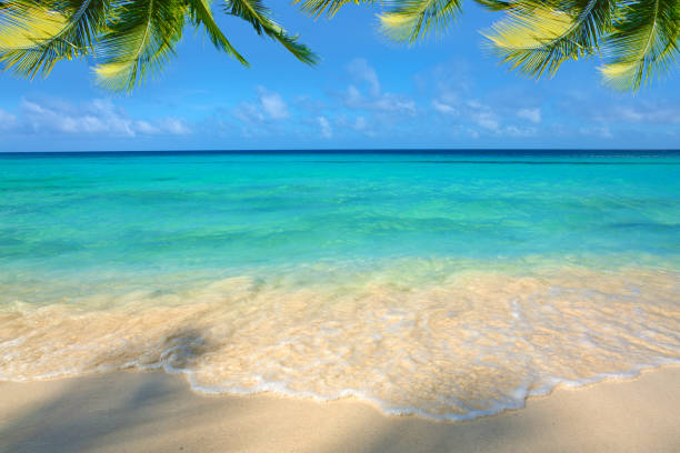 istock Caribbean sea and palm leaves 650629466