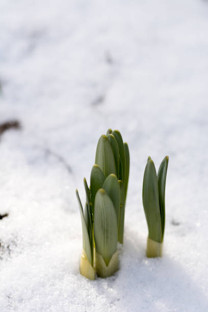 istock Daffodil buds and remaining snow 650635660