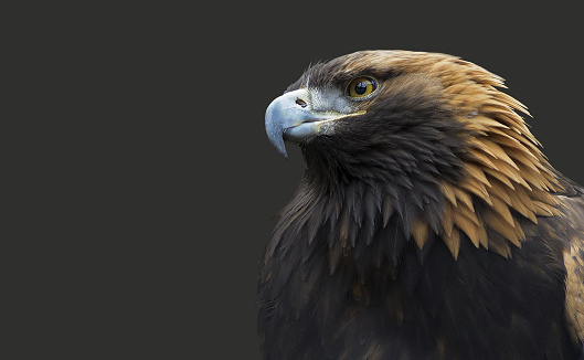 Head of an eagle on an isolated dark background.