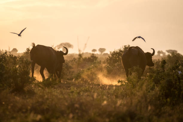 istock Buffaloes in the morning 650640762