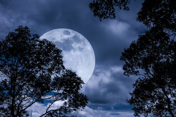 istock Silhouette the branches of trees with full moon. 650640822