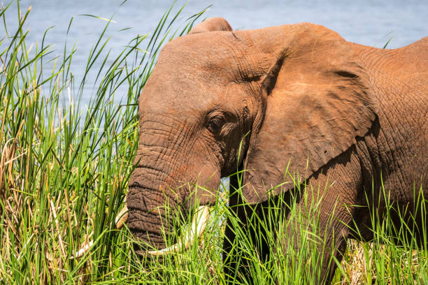 istock Elephant over Jipe Lake, Kenya 650642750
