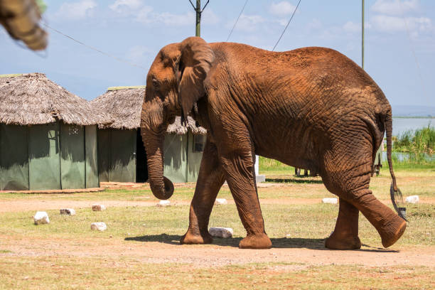 istock Elephant over Jipe Lake, Kenya 650647264