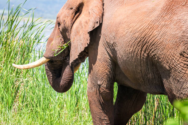 istock Elephant over Jipe Lake, Kenya 650647480
