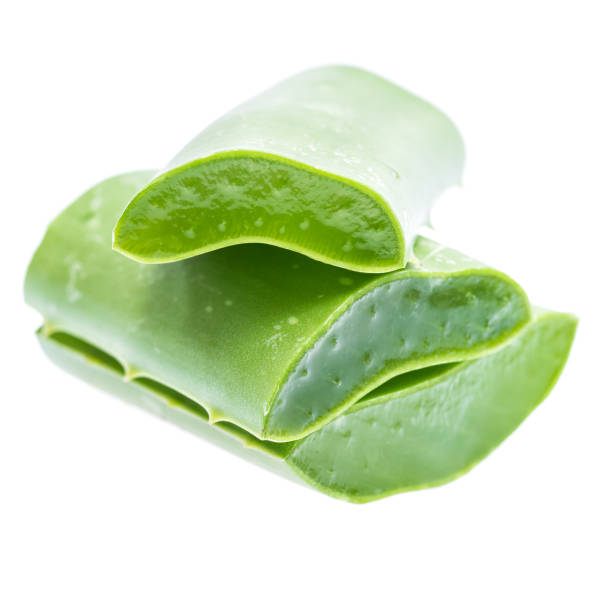 Aloe Vera Plant on white background