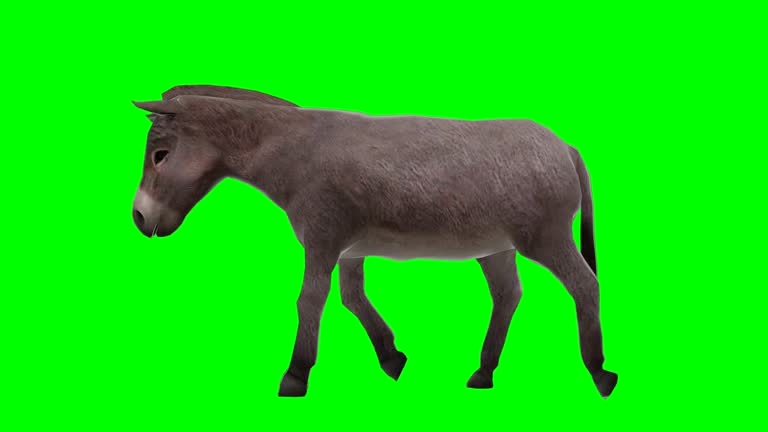 Donkey Walking Green Screen (Loopable)