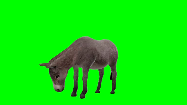 Donkey Eating Green Screen (Loopable)