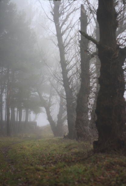 istock Trees in the fog 650682878