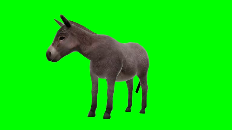 Donkey Chewing Green Screen (Loopable)