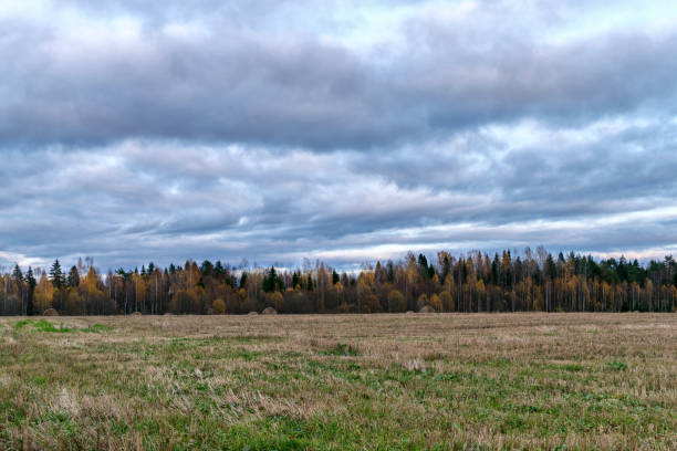 istock Autumn Landscape, field, yellowing trees in the forest, low overcast clouds. 650689228