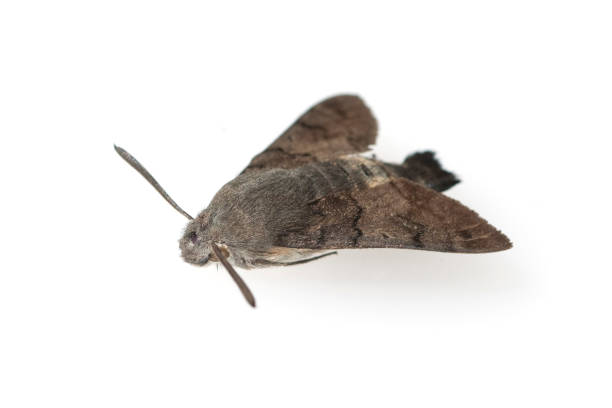 istock Dovetail; Carp tail, Macroglossum; stellatarum 650694466