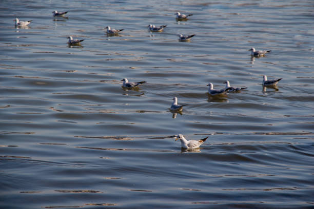 istock Seagulls swim calmly on the sea surface 650695084