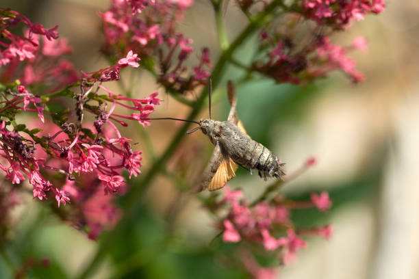 istock Taubenschwaenzchen; Macroglossum; stellatarum; 650695868
