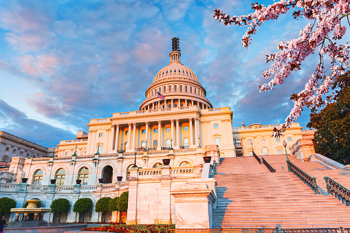 US Capitol at sunset with blooming cherry on foreground