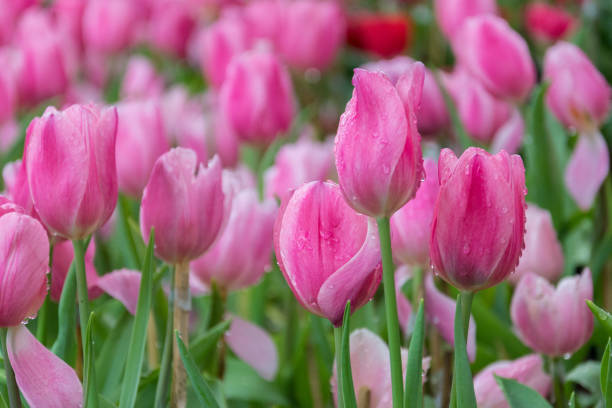 istock pink tulip in the garden 650703182