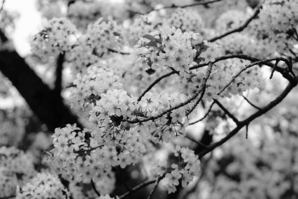 istock Cherry Blossoms in black and white 650704070