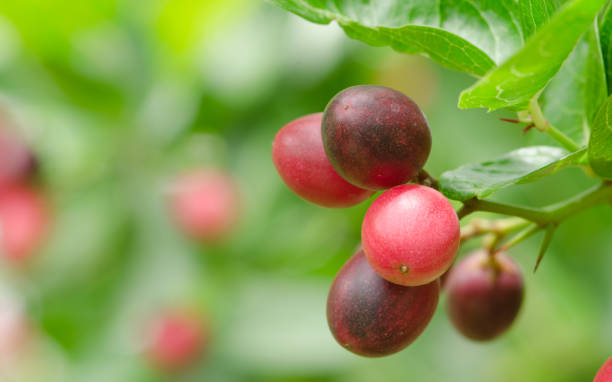 istock karonda or Carunda Fruits 650710036