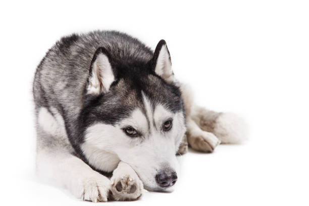 istock dog Siberian husky on a white background 650711168