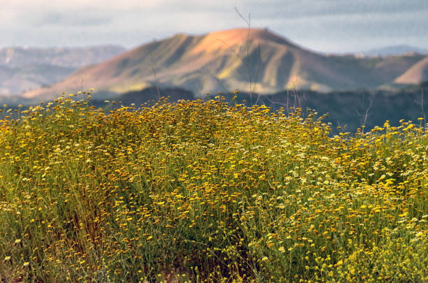 Wild flowers covers the Santa Monica mountains at spring.