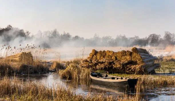 Cane cultivation with boat and ditch near Giethoorn and Kalenberg in wintertime in National Park Weerribben-Wieden, Netherlands.