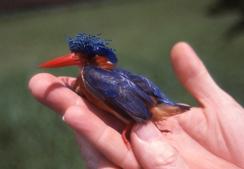 Baby bird a type of kingfisher fallen out of next Malawi Africa
