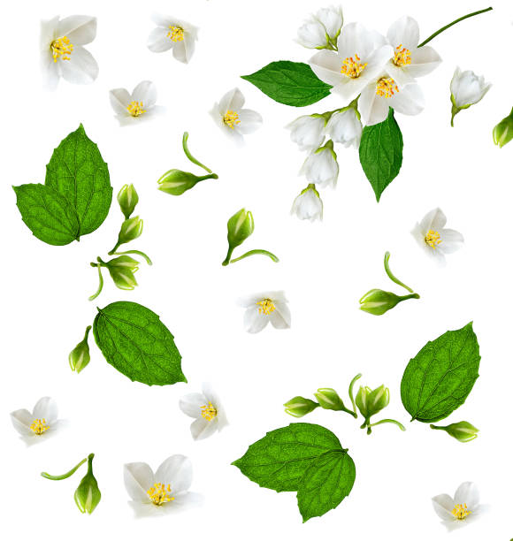 istock branch of jasmine flowers 650714816