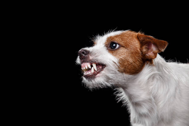 istock Dog Jack Russell Terrier on the black, angry 650715162