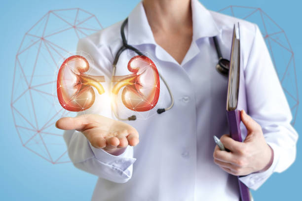istock Doctor shows healthy kidneys. 650717506