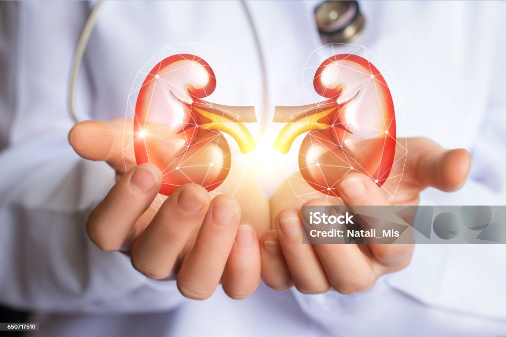 Doctor supports kidneys healthy. Doctor supports kidneys healthy concept design . Kidney - Organ Stock Photo