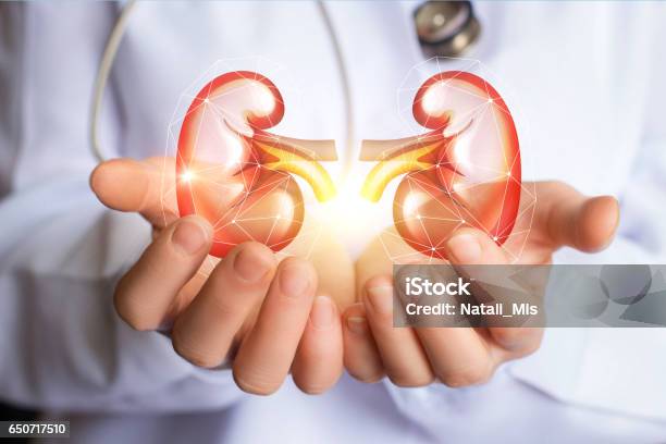 Doctor Supports Kidneys Healthy Stock Photo - Download Image Now - Kidney - Organ, Healthcare And Medicine, Healthy Lifestyle