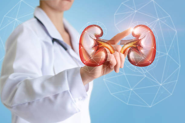 istock Urologist shows on-screen of a kidney. 650717514