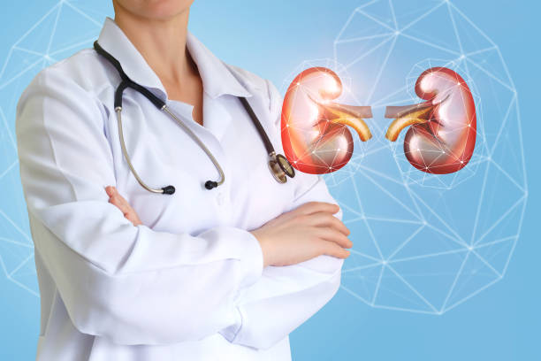 istock Urologist doctor and kidney . 650717532