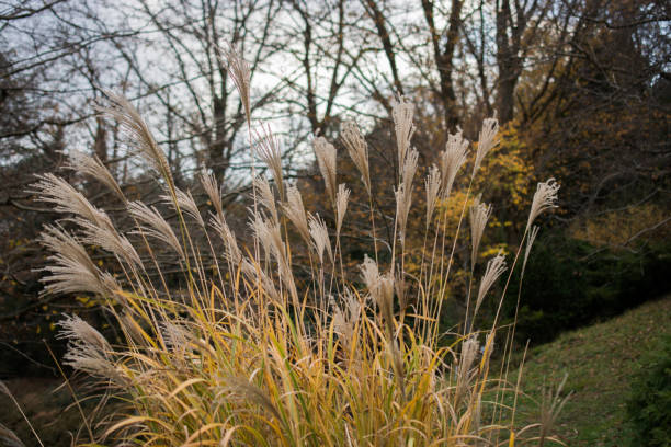 istock Dry plant in nature background 650718186